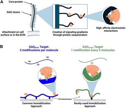 Investigating the role between glycosaminoglycan immobilization approach and protein affinity